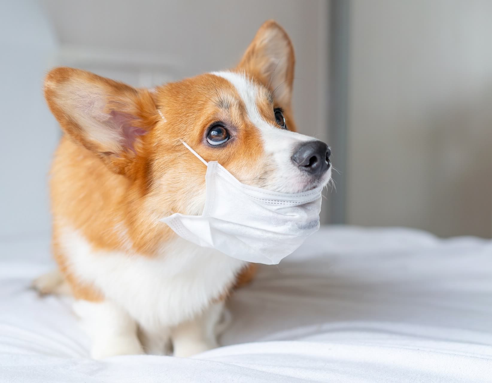 Dog with surgical mask