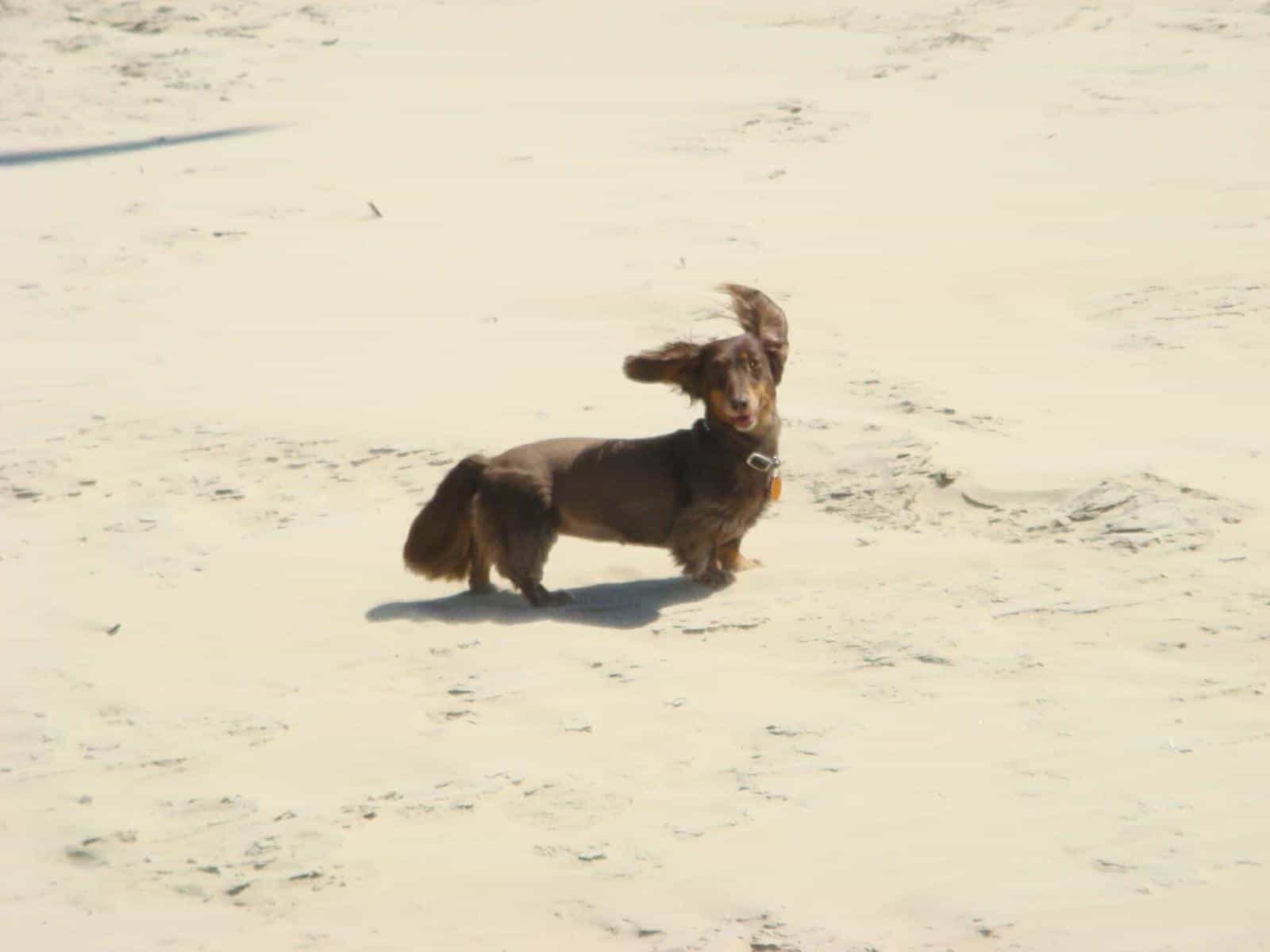 Puppy in sand