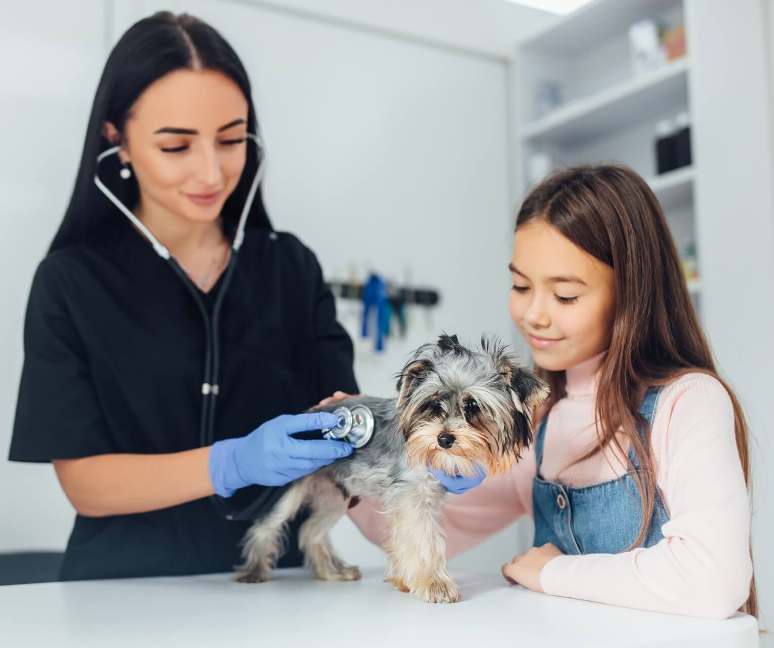 Medical Examination of Dog