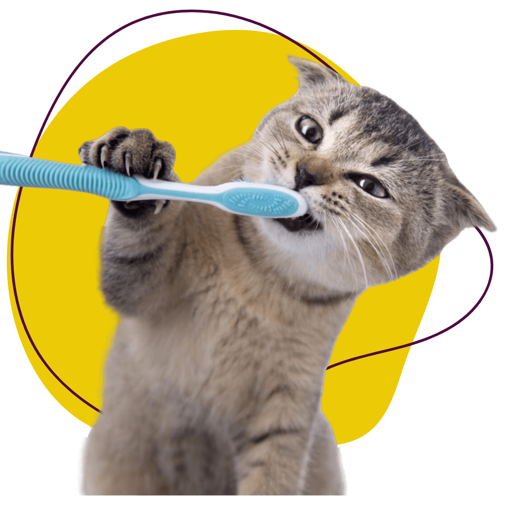 cat with toothbrush