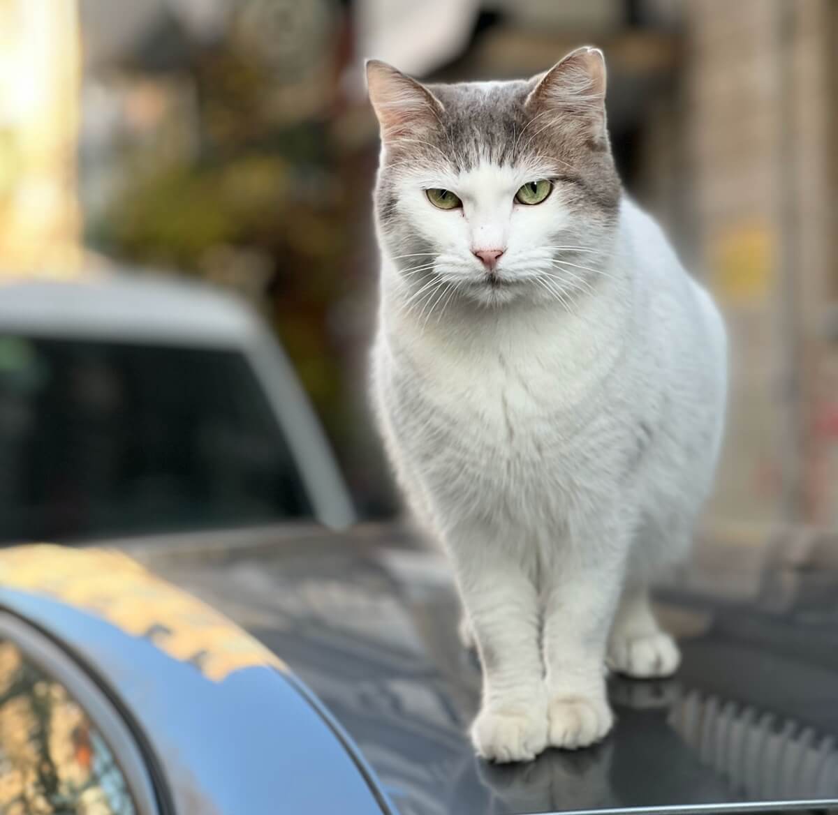 White And Grey Cat Standing on Car
