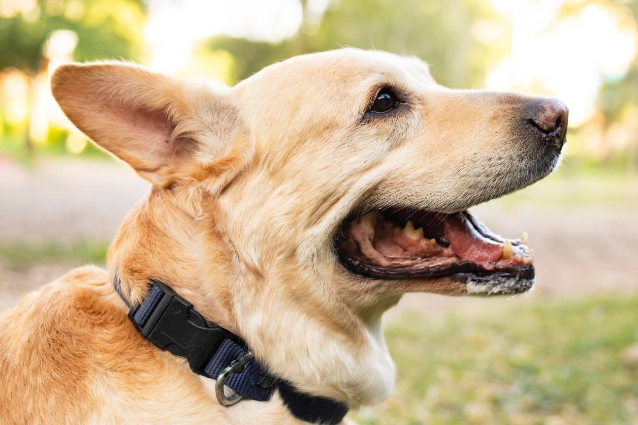 A dog happily panting with its mouth open and tongue out