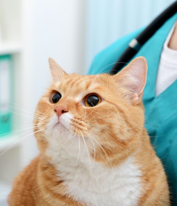 A vet holding a cat