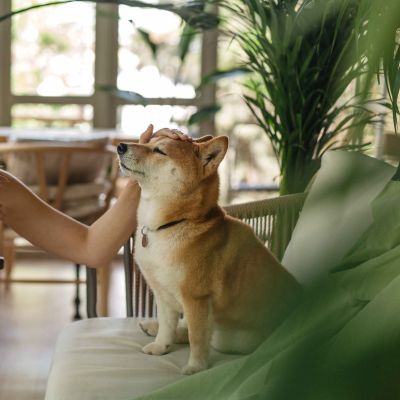 A woman gently pets a dog 