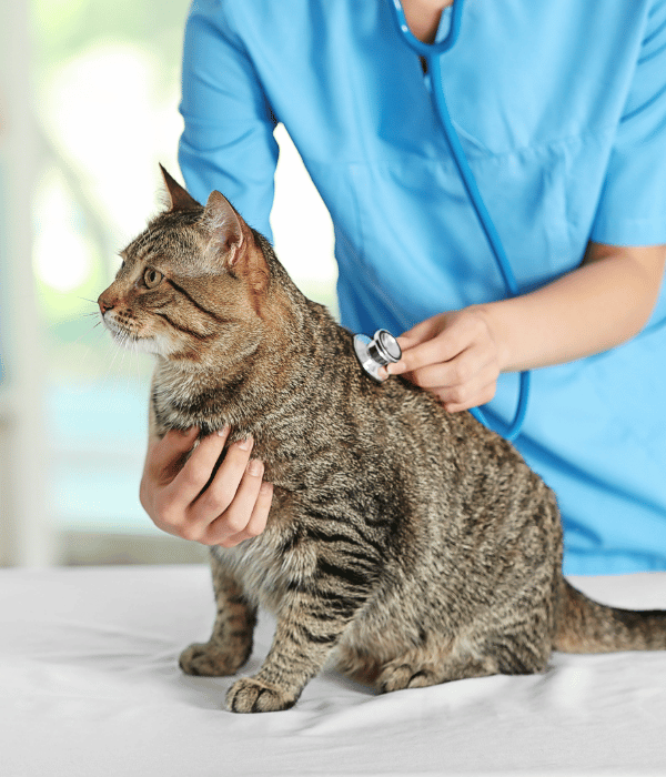 A woman examine a cat
