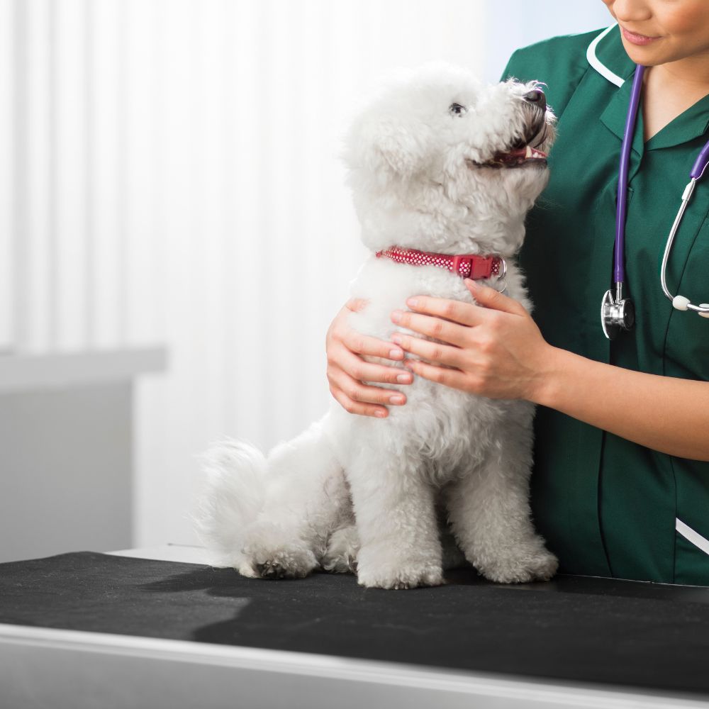 A dog is sitting on examination table looking at a vet