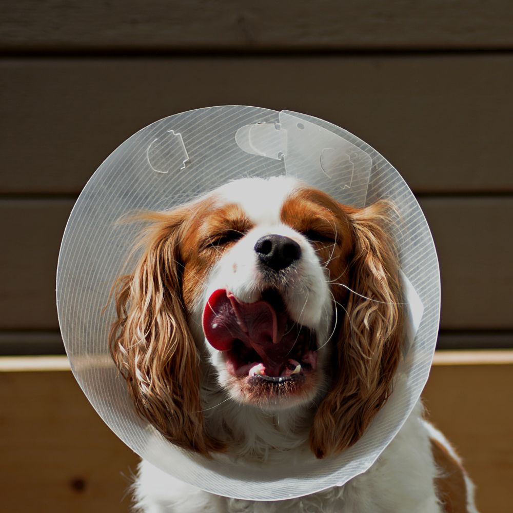 A dog is wearing cone and it's tongue out