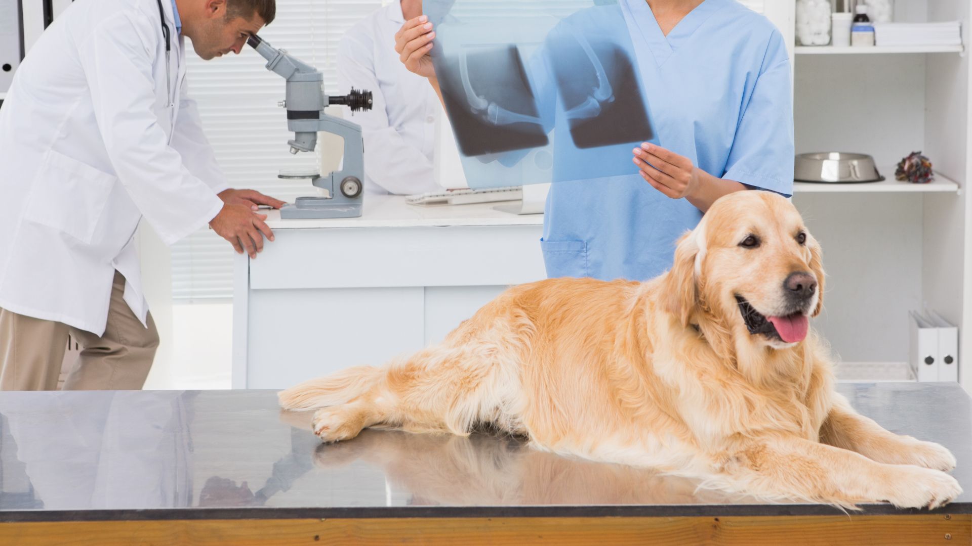 A veterinarian is examining a dog's x-ray