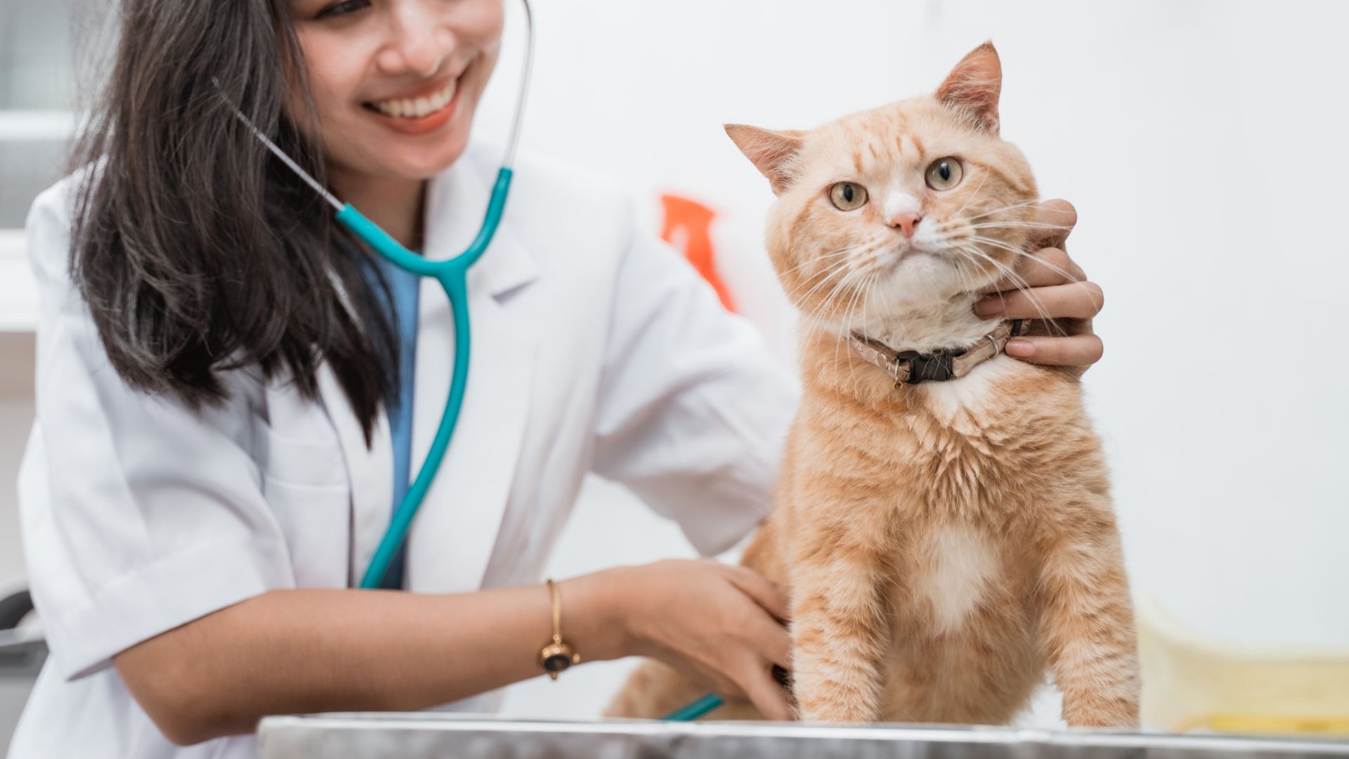A veterinarian is examining cat