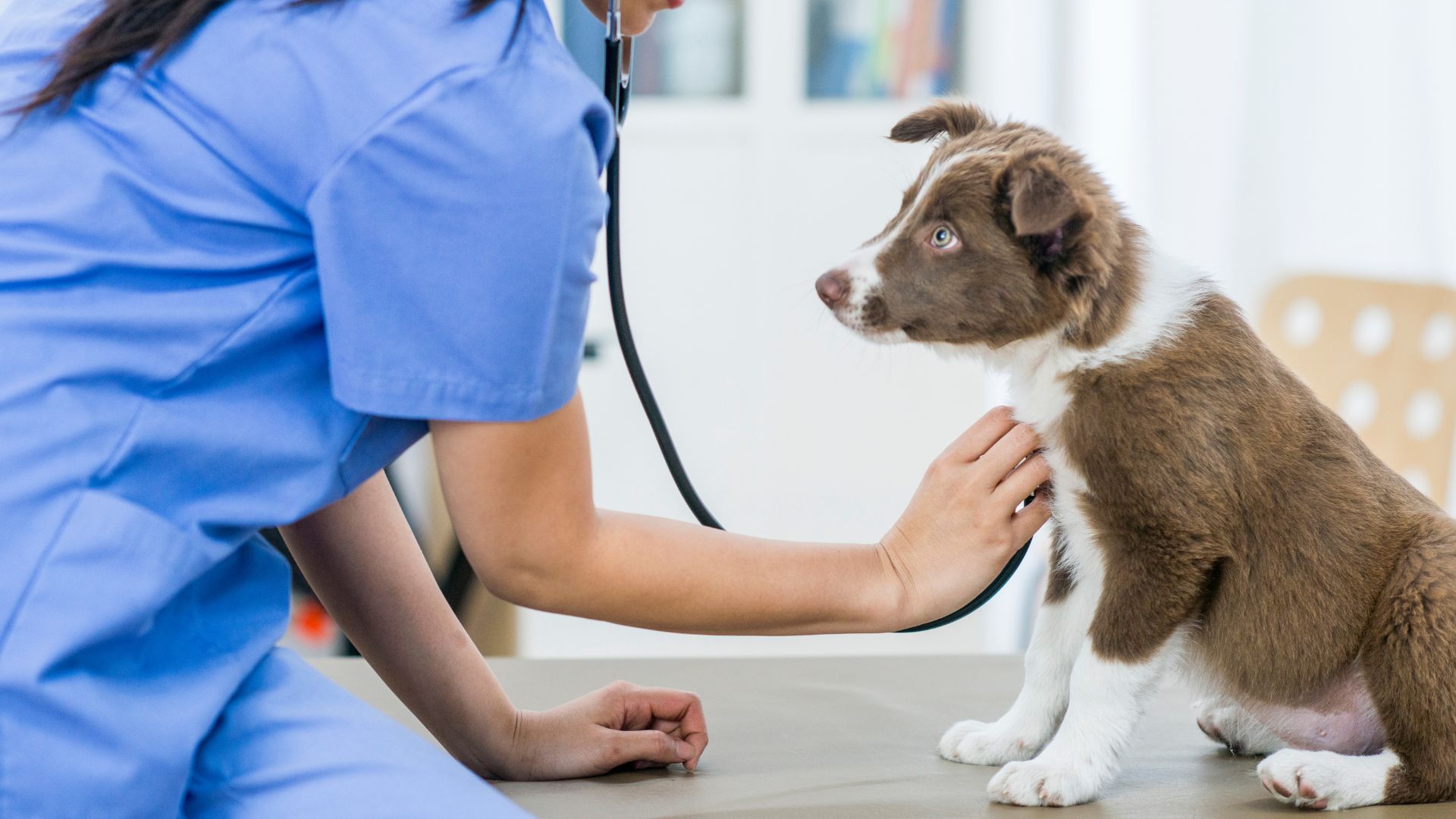 A veterinarian is examining dog