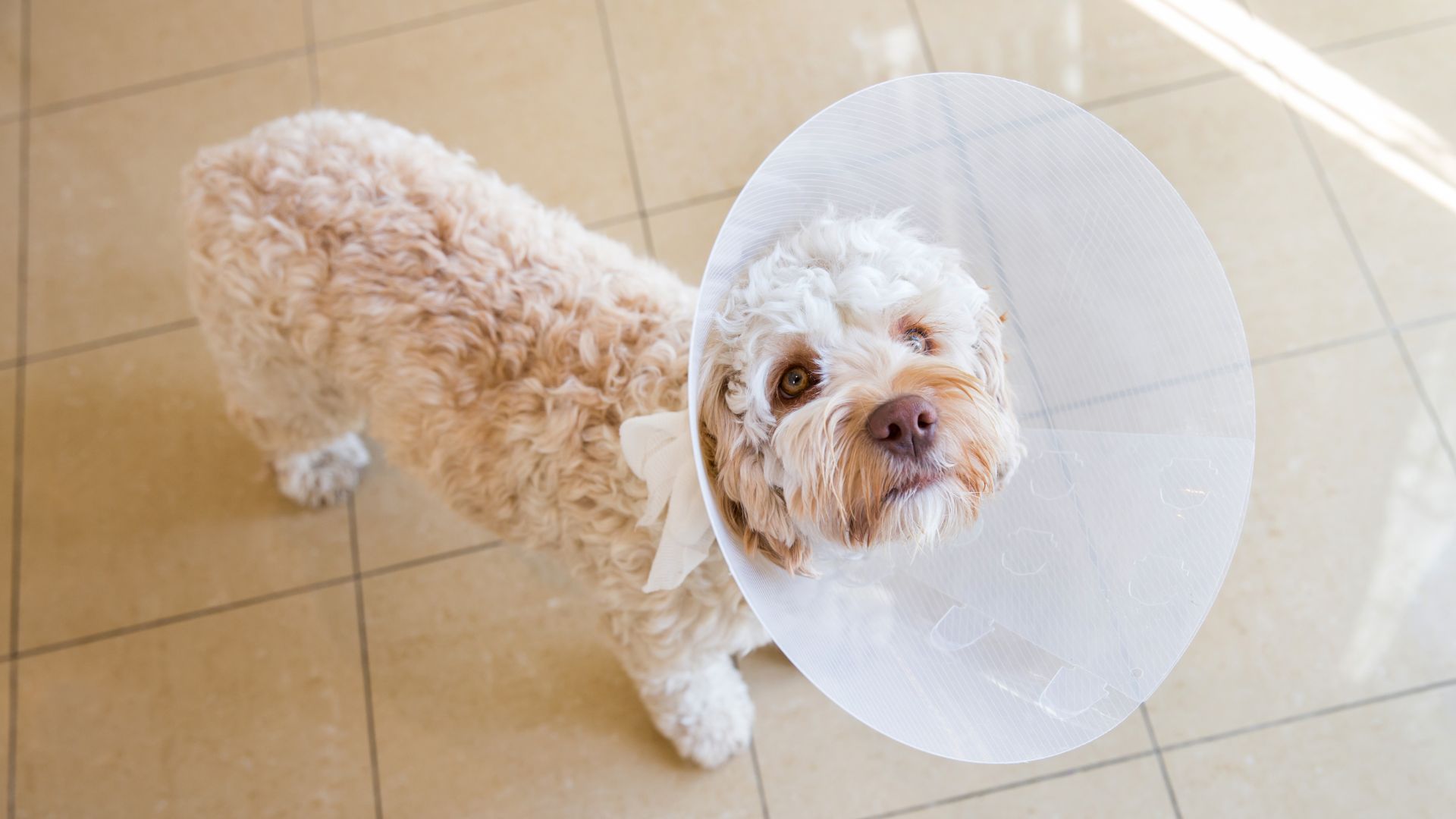 Dog is wearing cone after surgery