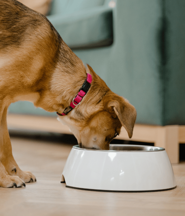 A dog happily eating from a bowl placed on the floor
