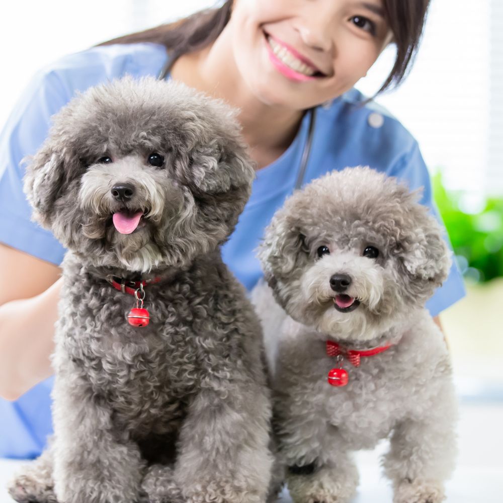 Two dog are sitting on examination table