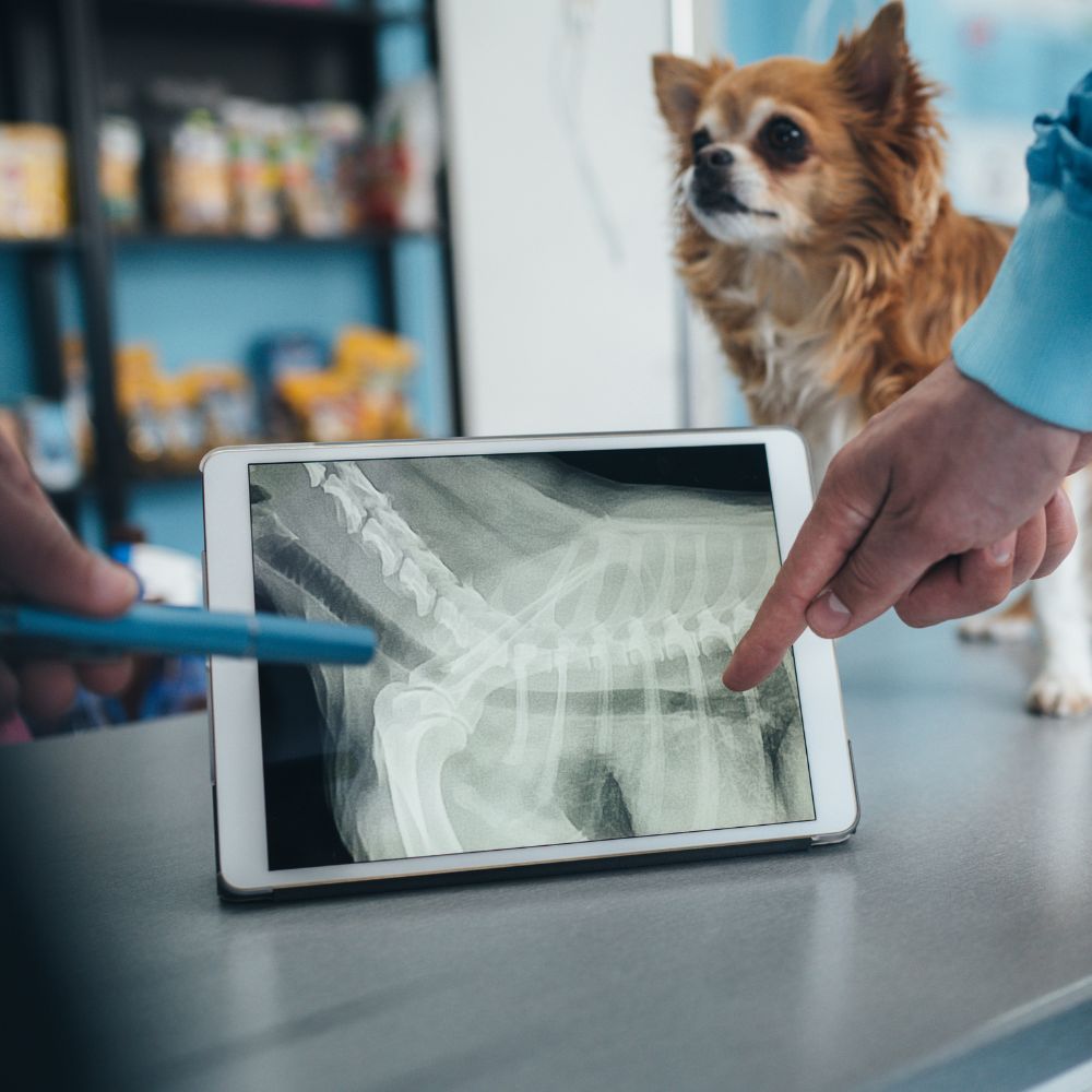 Two vets are examining a dog's x-ray