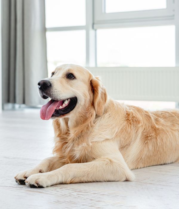 A golden retriever dog resting comfortably on the floor