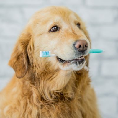 A dog playfully holds a toothbrush in its mouth