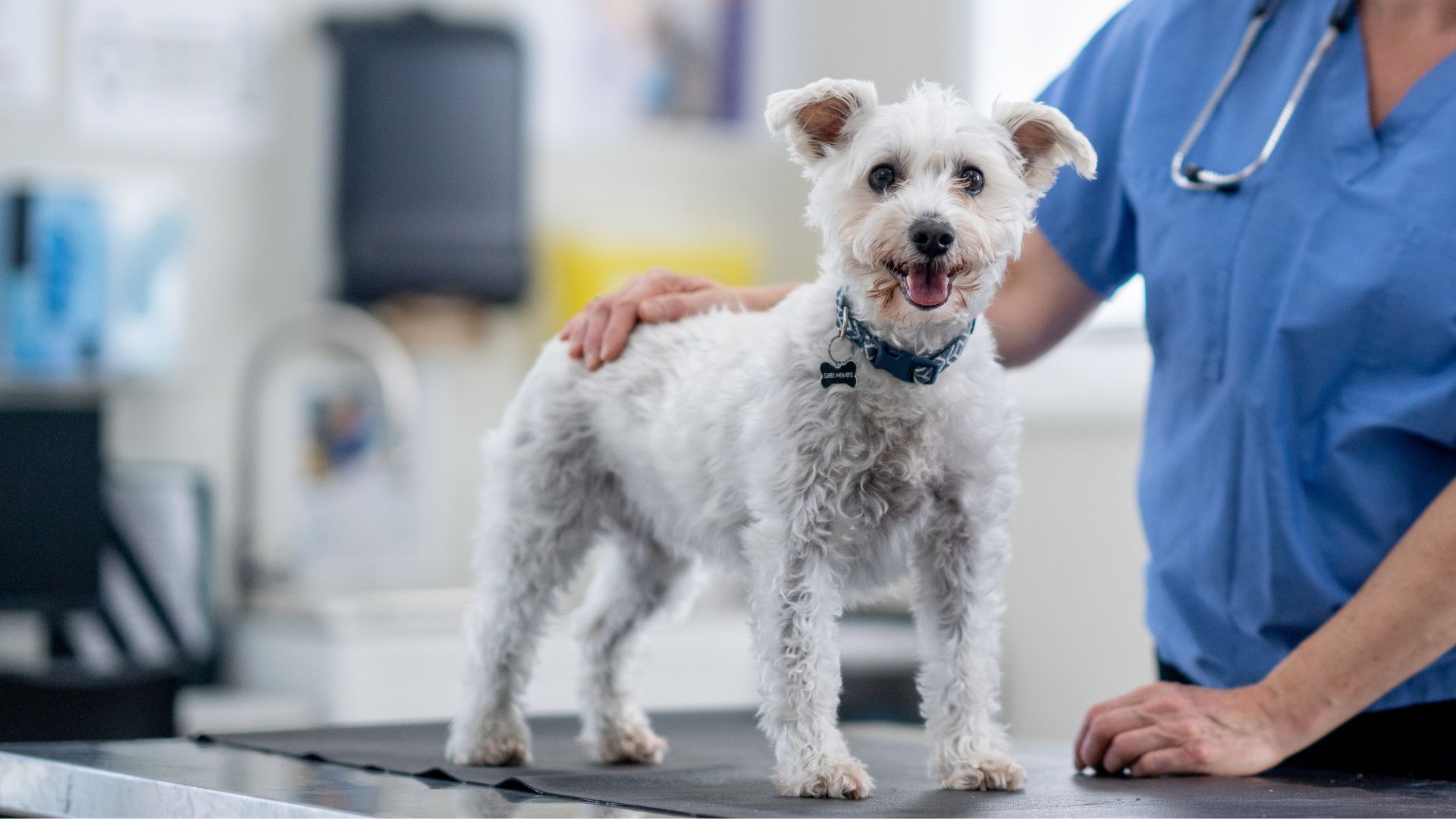 A veterinarian examines a white dog during a routine check-up