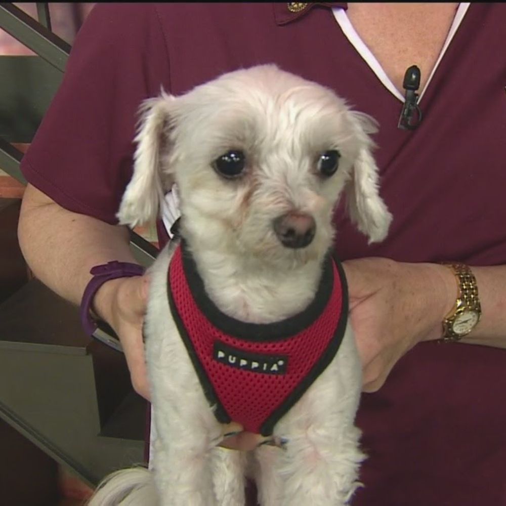 A white dog in a red harness and leash
