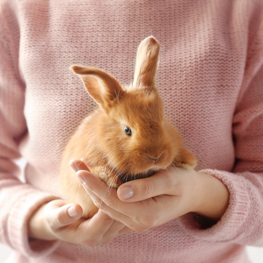 person holding a rabbit
