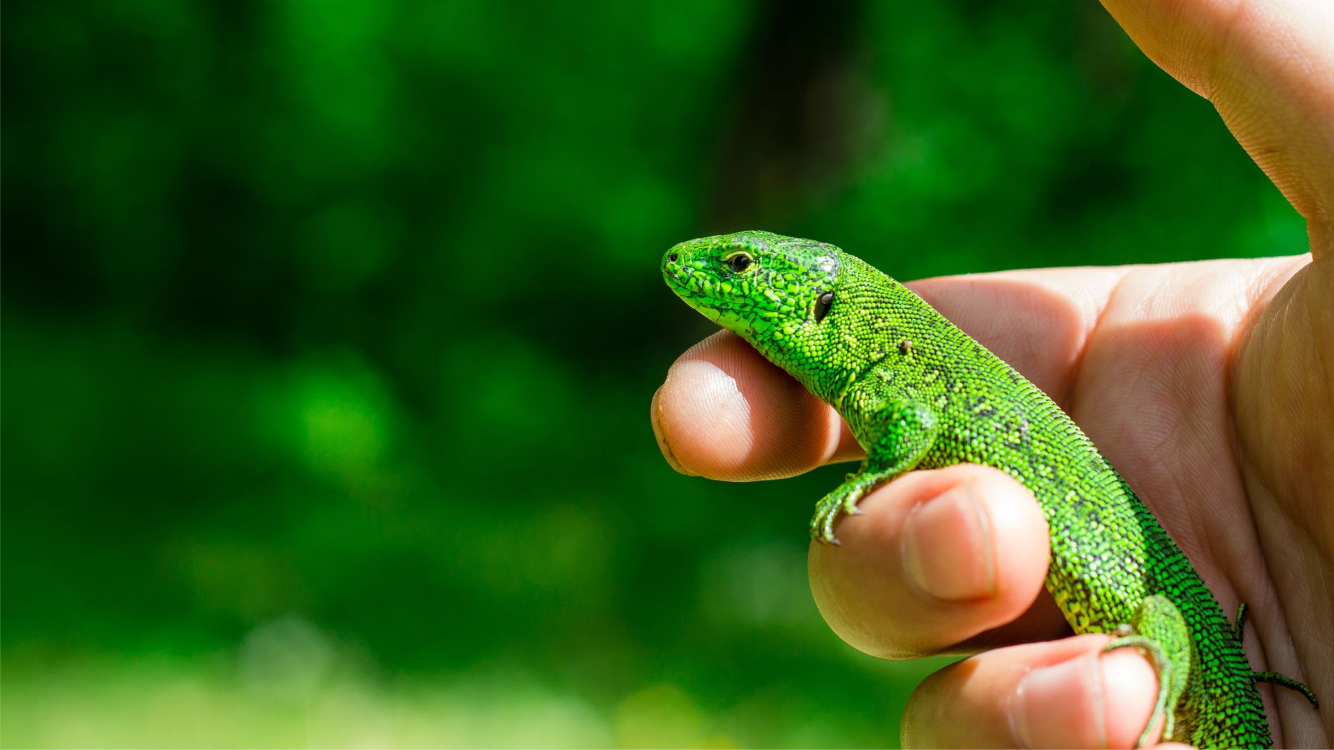 A green lizard perched calmly on a person's hand