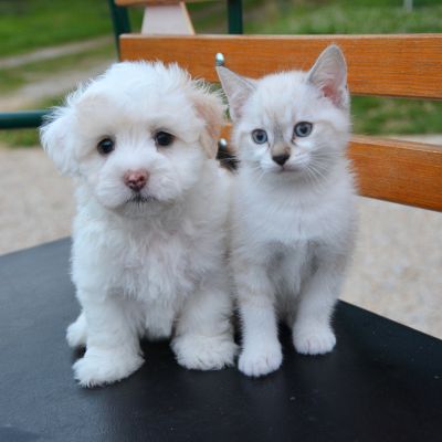 A white dog and a small kitten peacefully sitting together on a wooden bench