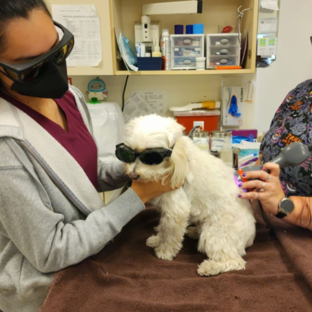 A woman with glasses holds her dog