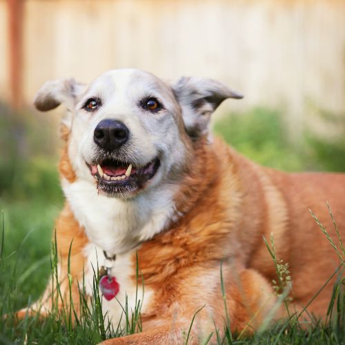 A dog resting peacefully on a lush green lawn