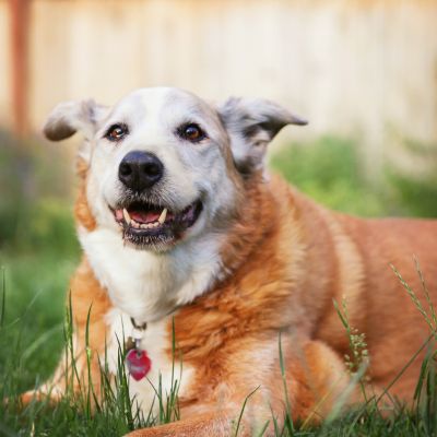A dog resting peacefully on a lush green lawn