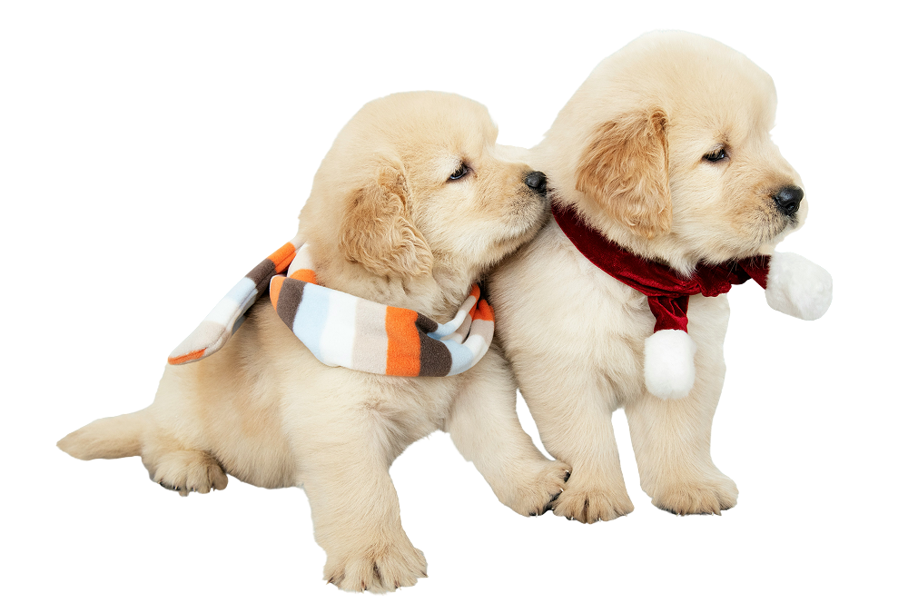 Two dogs