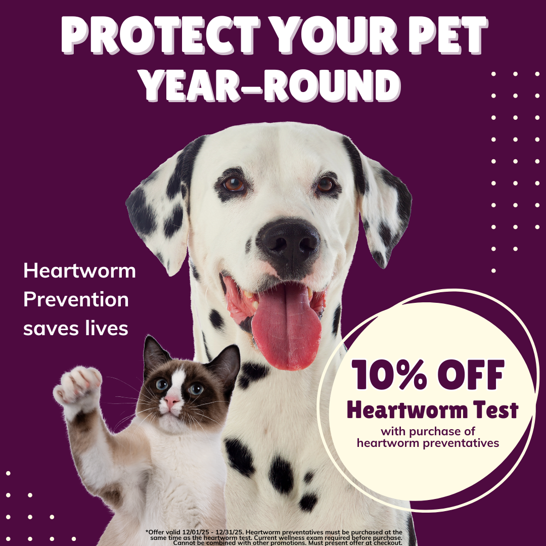 Abel Pet Clinic Heartworm Promo December 2025 social 1 A white dog and a small kitten peacefully sitting together on a wooden bench