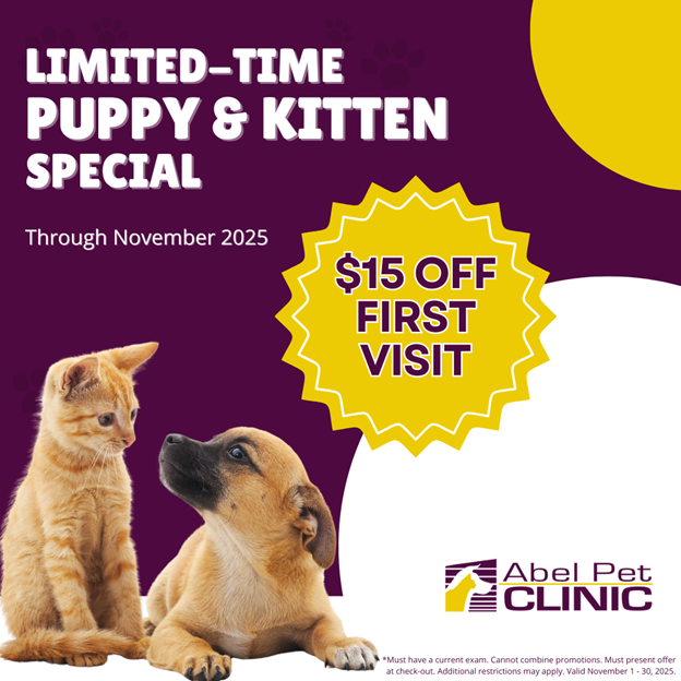 A white dog and a small kitten peacefully sitting together on a wooden bench