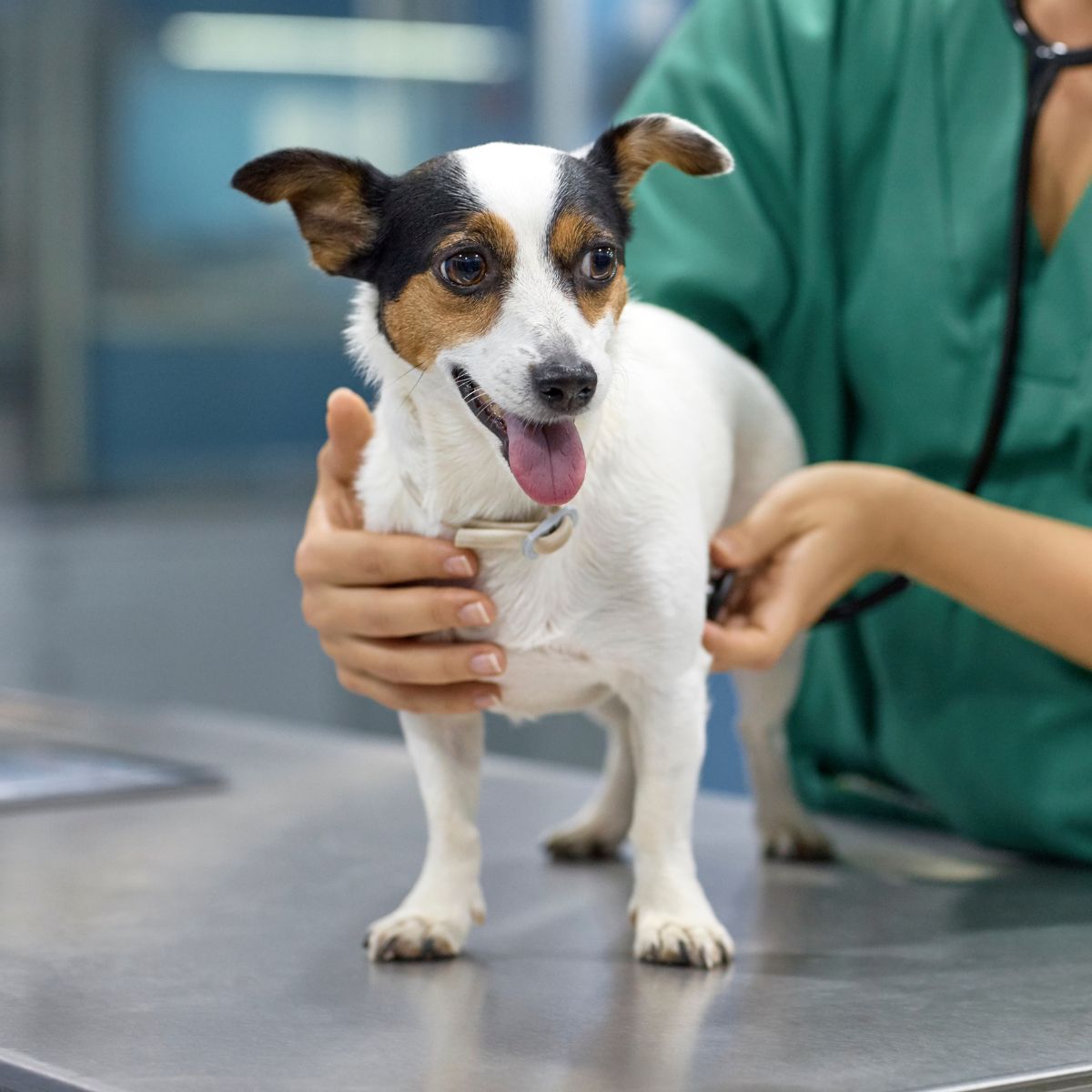A dog is sitting on examination table looking at a vet